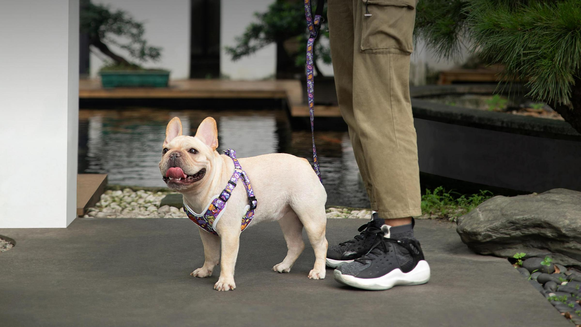 Complete view of XBD-XS01 · XBD-S01 · XBD-M01 · XBD-L01 — Pet Harness Size Series